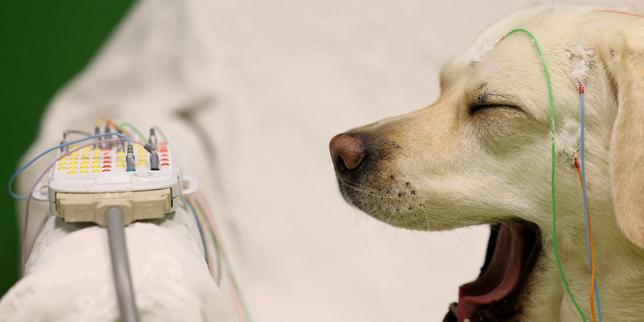 Les chiens aussi préfèrent les consonnes