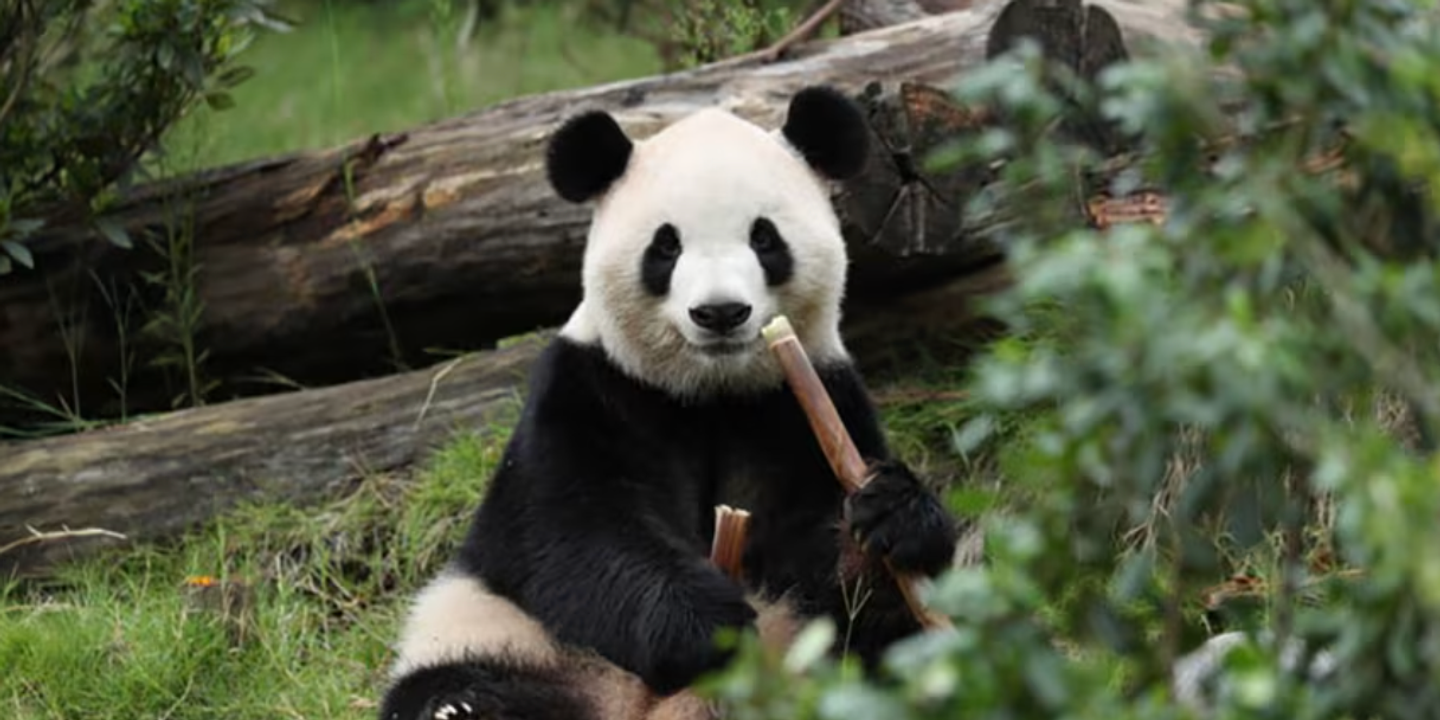 La Chine envoie deux pandas géants aux Etats-Unis dans un nouveau geste diplomatique