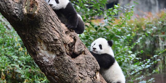 La Chine envoie deux pandas géants aux Etats-Unis dans un nouveau geste diplomatique