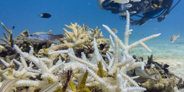 Le réchauffement de l’océan se poursuit « à un rythme alarmant », selon le programme européen Copernicus