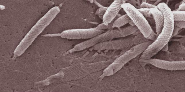 Un nouveau cancer sur huit est causé par des infections, selon une étude du CIRC