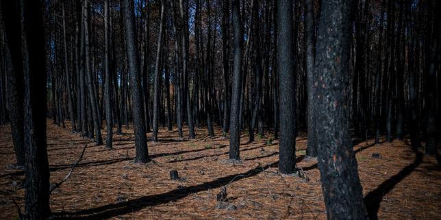 France's biggest fire since 1949, which burned 42,000 hectares this summer, officially extinguished
