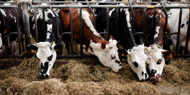 Négociations commerciales : la grande distribution déclenche les hostilités autour du lait