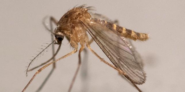 West Nile virus surges in France, reaching a record 145 human cases
