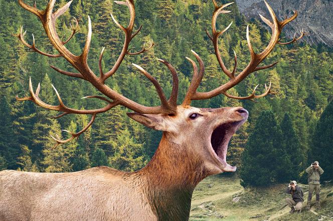 Au bestiaire : le brame du cerf. - ROBIN LOPVET POUR « LE MONDE »