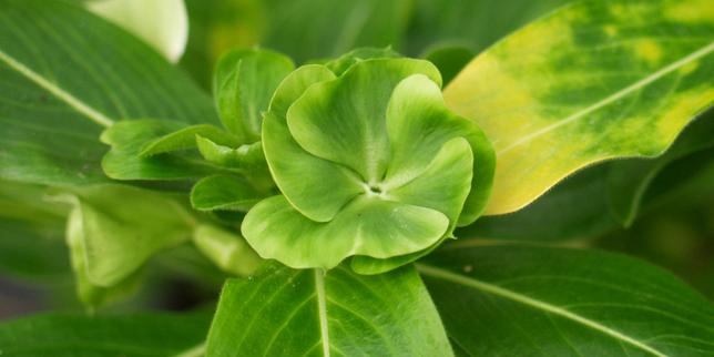 Comment des bactéries métamorphosent des fleurs en feuilles