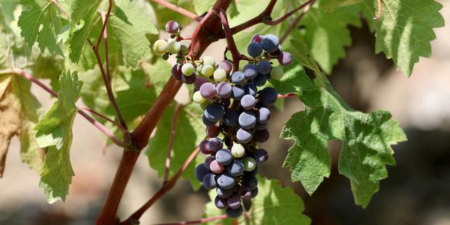 French wine grape harvest set to hit historic low