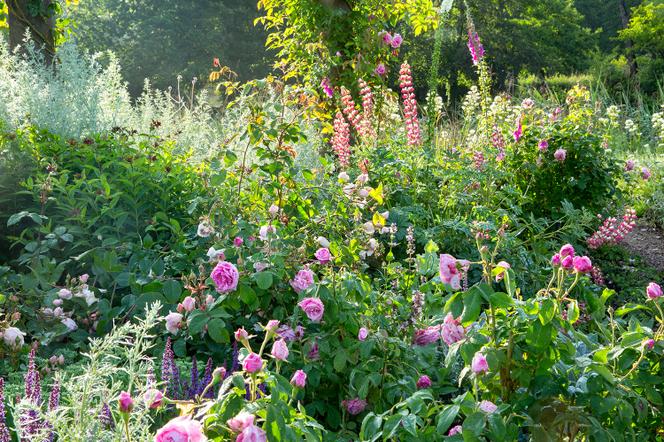 Massif avec lavande, roses et lupins dans le jardin de Great Dixter, dans le sud-est de l’Angleterre.  - MARIANNE MAJERUS