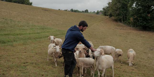 En Haute-Garonne, les éleveurs condamnés à se séparer d’une partie de leur bétail : « Si ma situation empire, j’en suis déjà aux deux tiers de mon espérance de vie d’agriculteur »