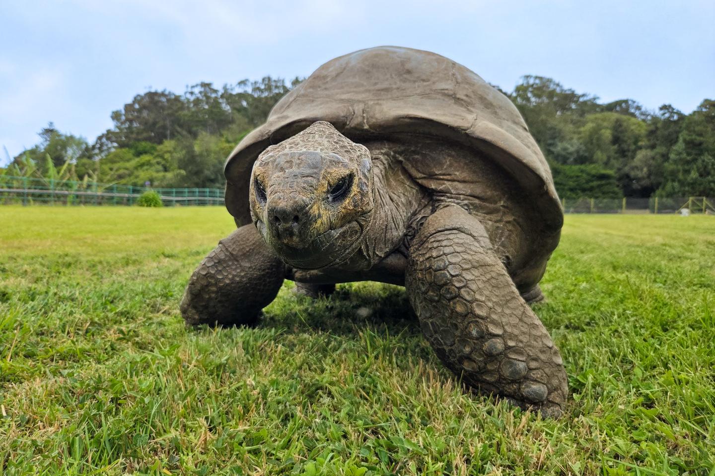 Researchers analyze DNA of 194-year-old tortoise Jonathan