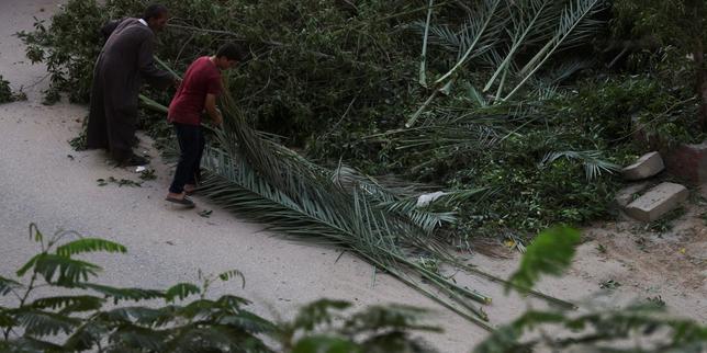 Les Cairotes scandalisés par l’abattage de leurs arbres