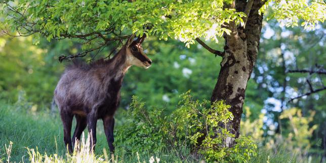 On the slopes of Besançon, an aggressive chamois attacks joggers, and the prefect authorizes its killing