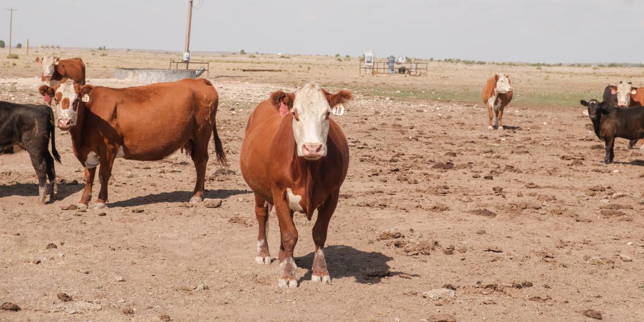  Susanne Bellsynder’s family farm in Spearman, TX.