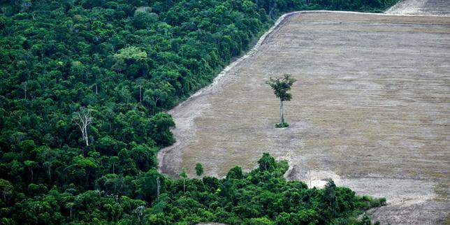 Déforestation : des progrès fragiles en Amazonie, mais une aggravation dans le bassin du Congo