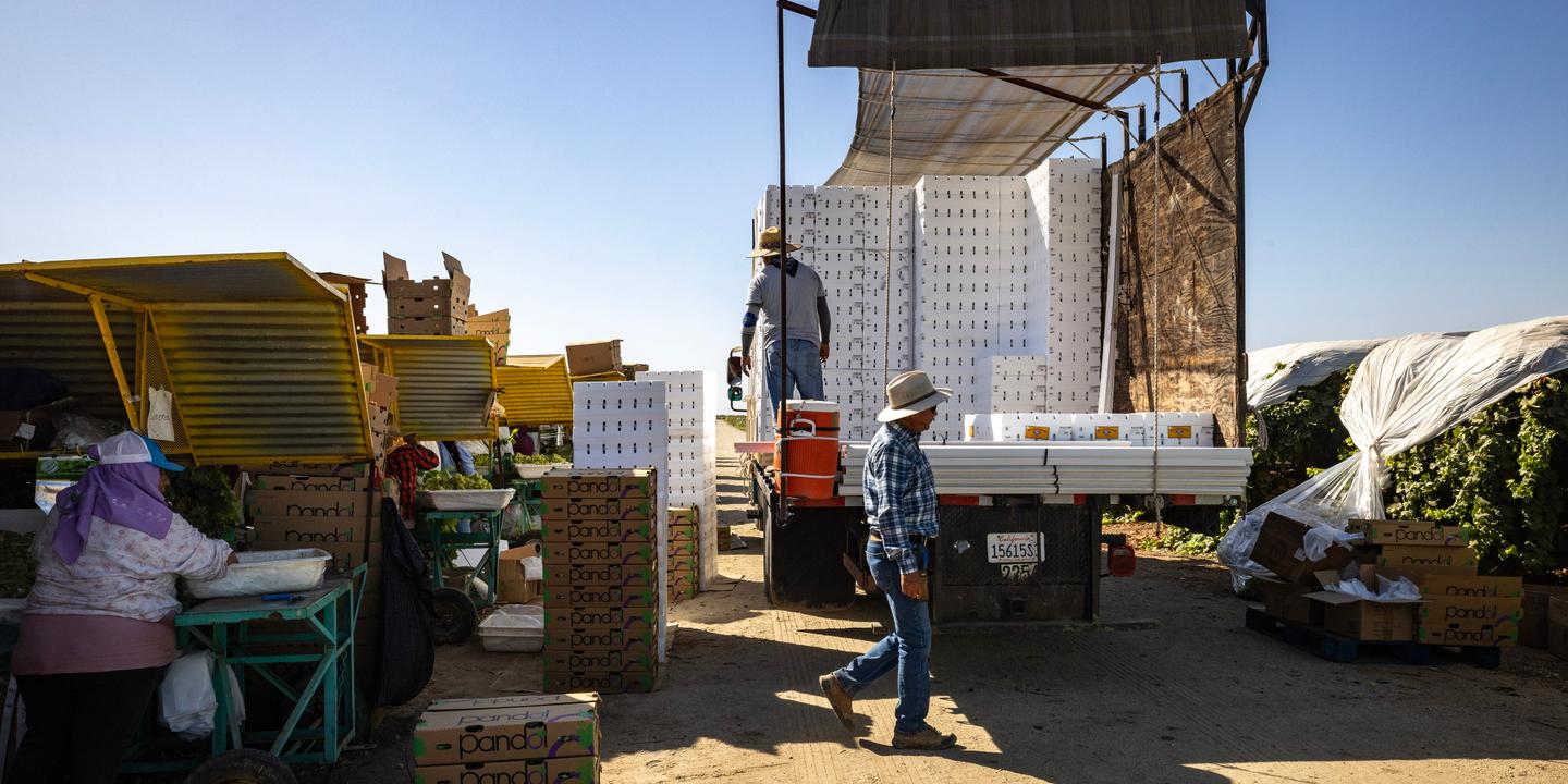 A Bakersfield, les migrants et les nouveaux raisins de la colère : « Si vous voulez interrompre l’approvisionnement alimentaire, continuez les rafles »