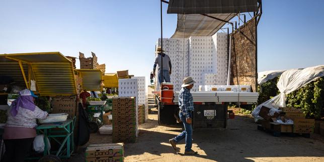 A Bakersfield, les migrants et les nouveaux raisins de la colère : « Si vous voulez interrompre l’approvisionnement alimentaire, continuez les rafles »