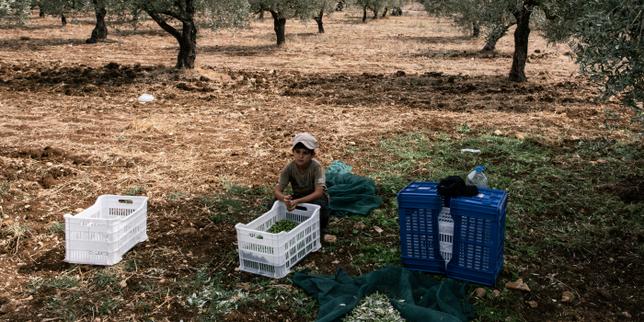 Dans le sud du Liban, une récolte des olives dans l’ombre de l’occupation israélienne