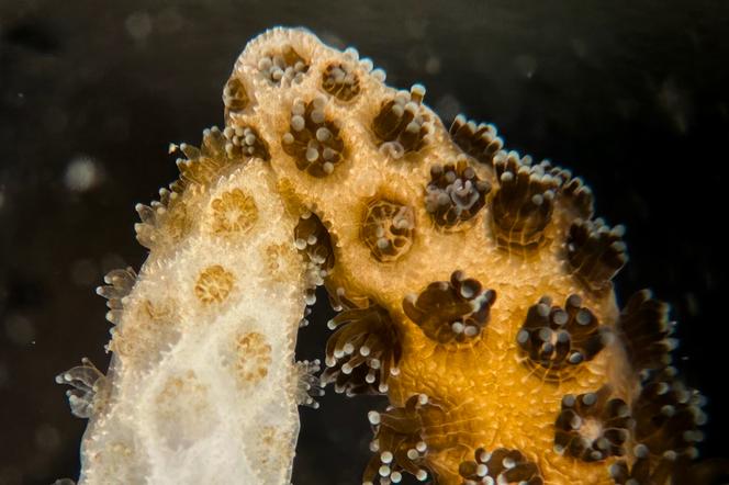 Récupération sous-marine des polypes sur une branche de corail blanchie, au contact d’une branche saine.  - DANNY COLLINS 
