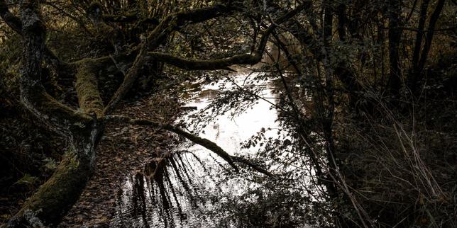 COP17 sur la biodiversité à Erevan : la France, une bonne élève à l’échelle internationale, mais dont les « indicateurs nationaux continuent de s’effondrer »