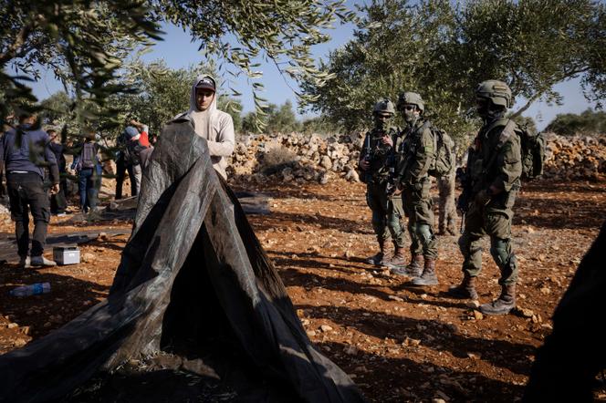 Des soldats israéliens surveillent les Palestiniens et les activistes venus récolter les olives, à Khirbet Abou Falah, en Cisjordanie occupée, le 17 octobre 2026. - LAURENCE GEAI/MYOP POUR « LE MONDE »