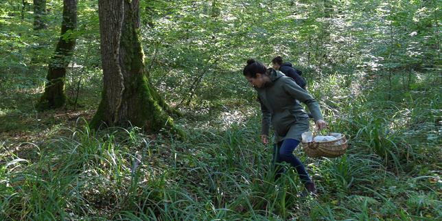 Champignons : plus de 700 intoxications recensées depuis le début du mois de septembre