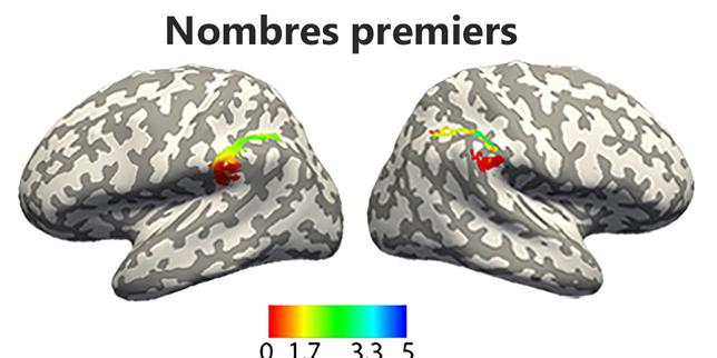 Où les nombres entiers et les fractions vont-ils se cacher dans notre cerveau ?