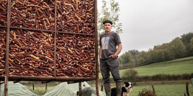 Plus résistant face aux canicules, le retour en grâce du maïs grand roux au Pays basque