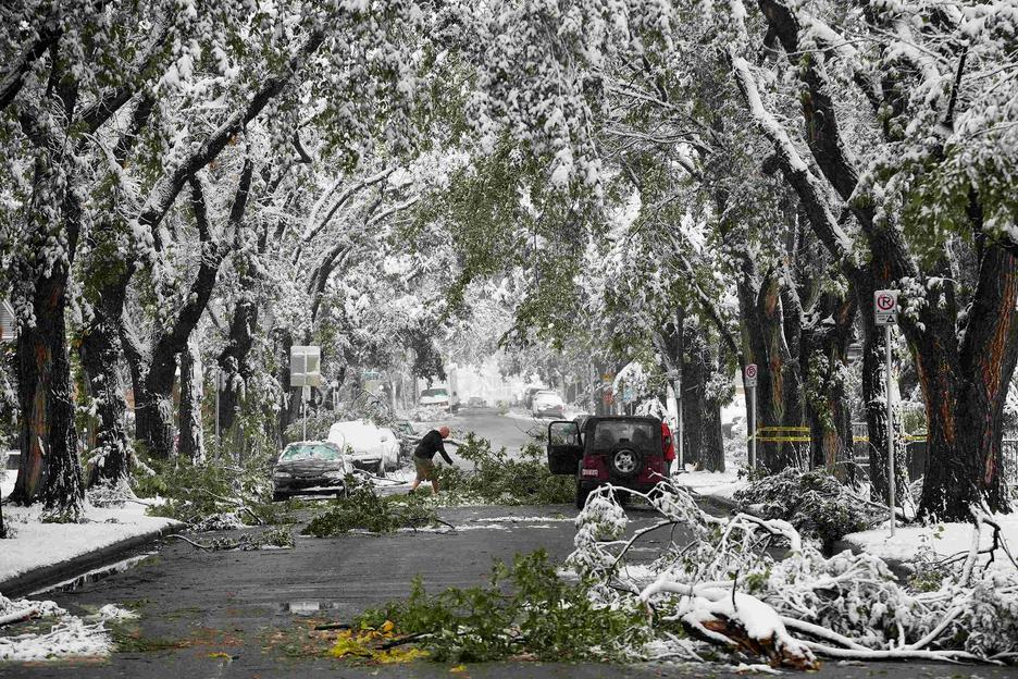 La "neige d'été" tapisse de blanc des villes américaines et canadiennes